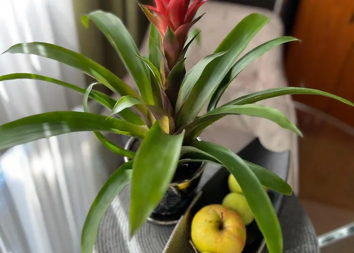 アパート апартамен за гости панови