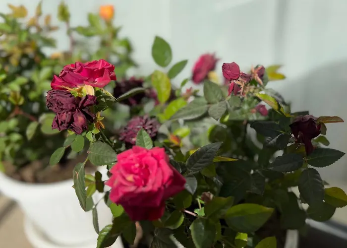 апартамен за гости панови